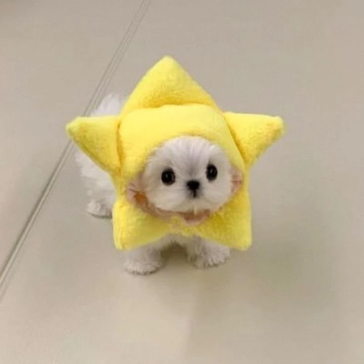 依