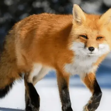 Profile image of 여우