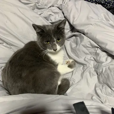 Profile image of 아이제.