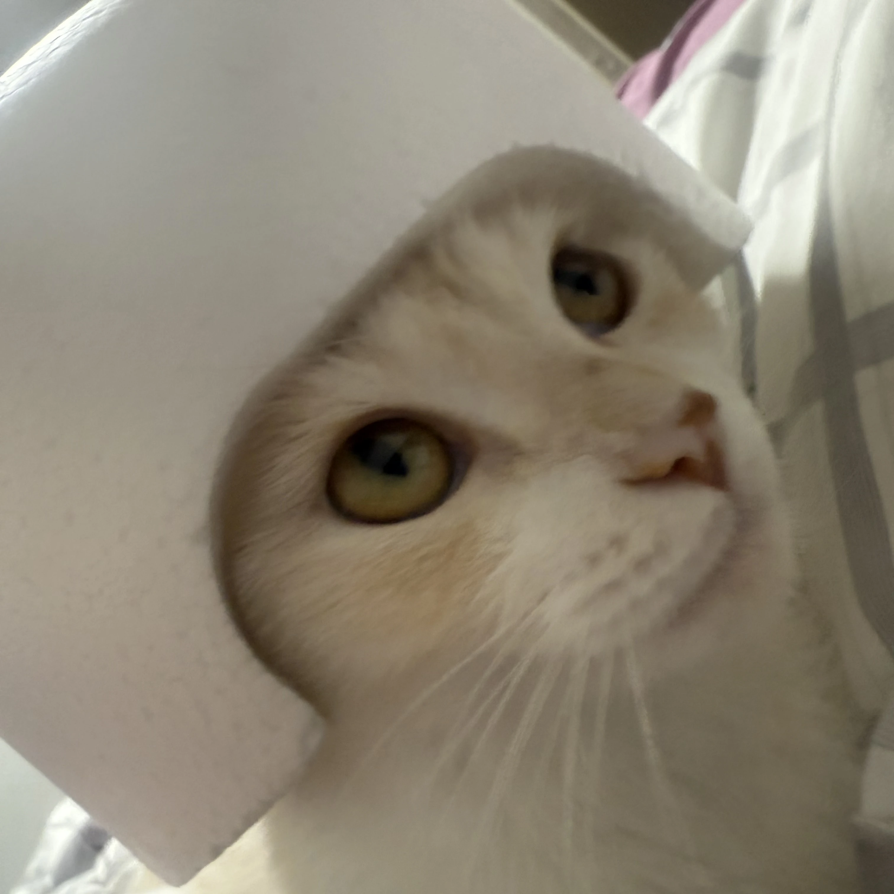 해피