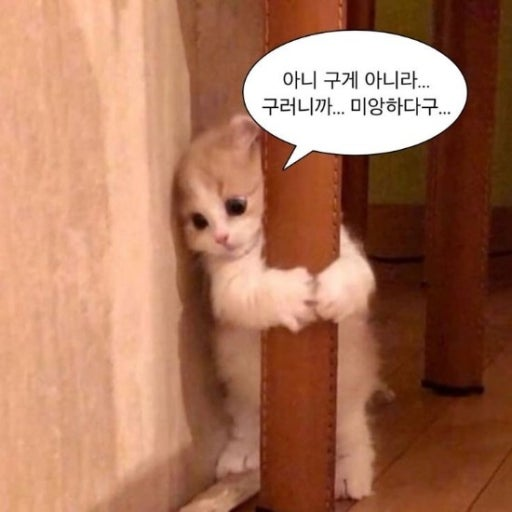 고양이 대표 이미지