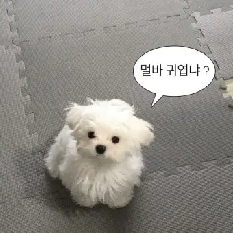 WeakDoor3542의 지윤 쿠키
