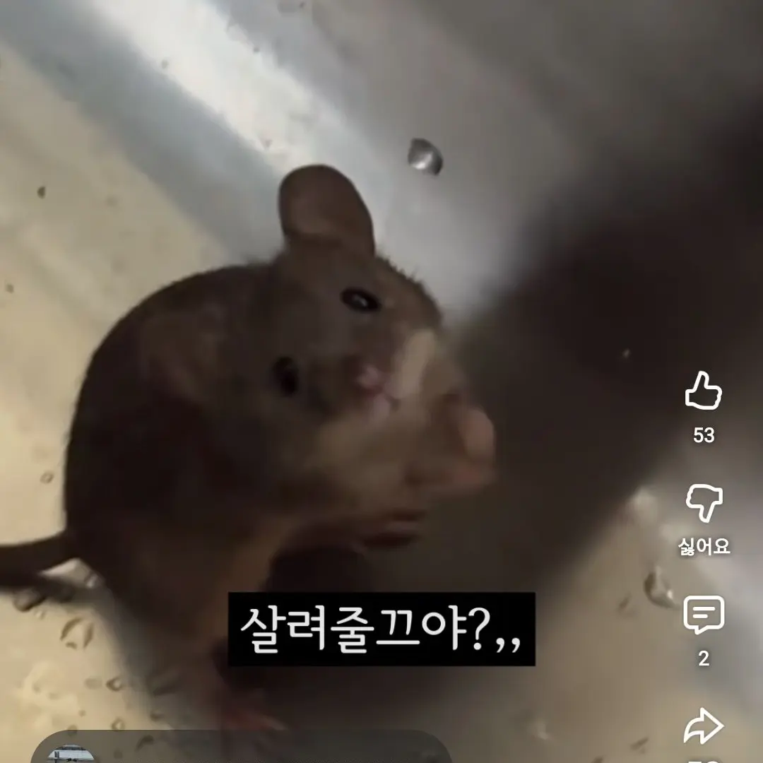 SoyunSoyun의 정체불명의 쥐