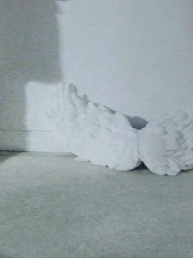 ovxnzw의 오시온