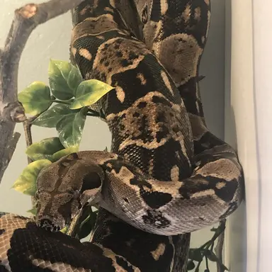 Profile image of Isabella