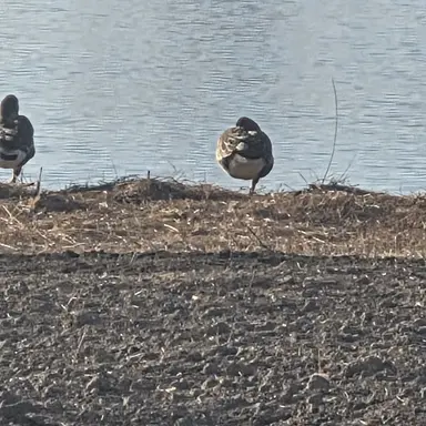 Profile image of 히나타 쇼요