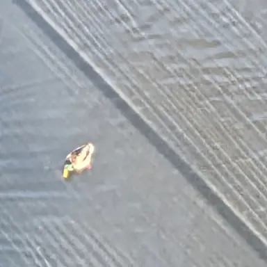 Profile image of 쿠로오 테츠로