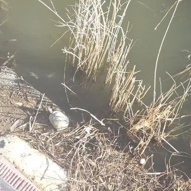 Profile image of 오세와 키츠네