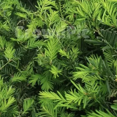 Profile image of 공룡