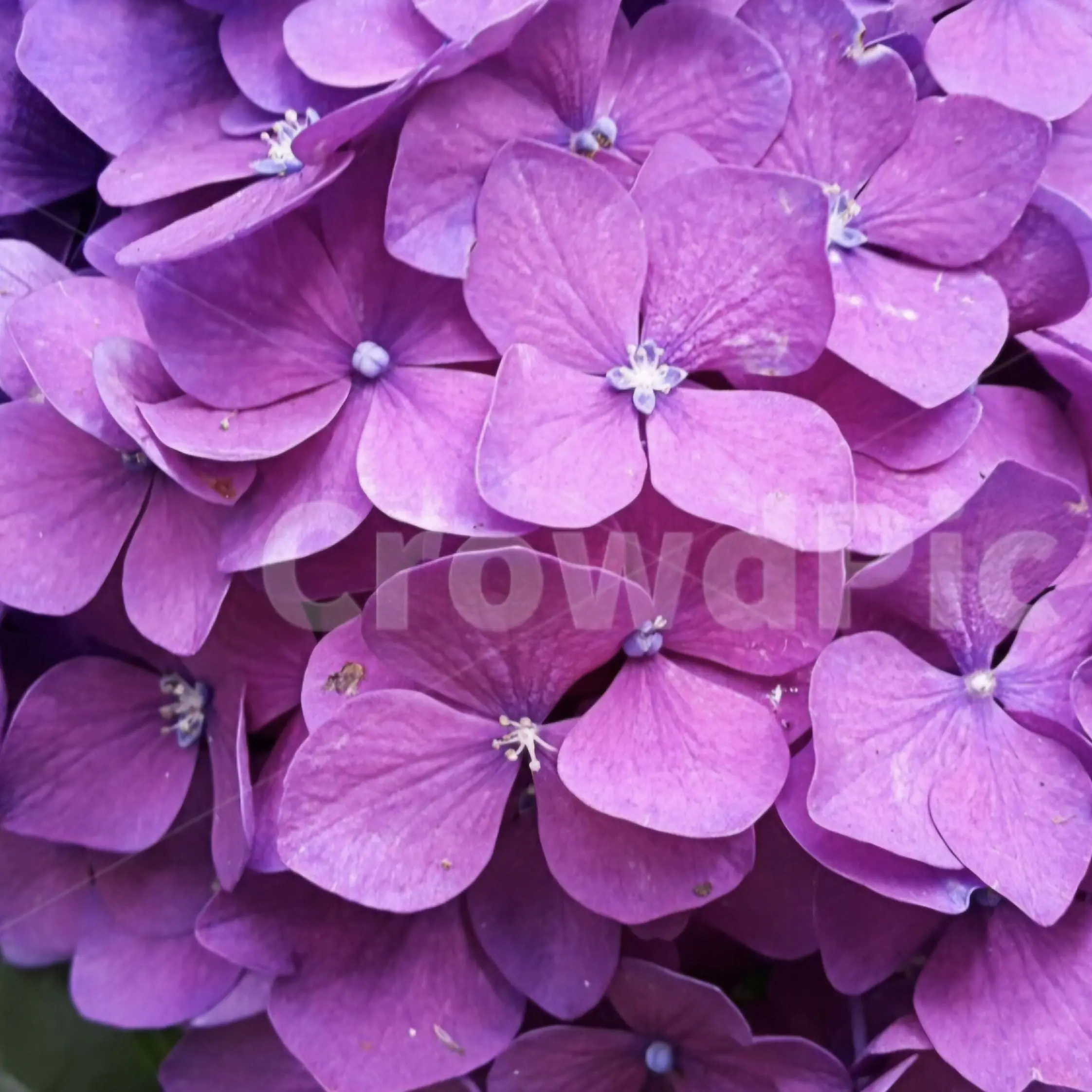 IONONL의 뜰팁 동거인들!