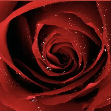 Profile image of 라더