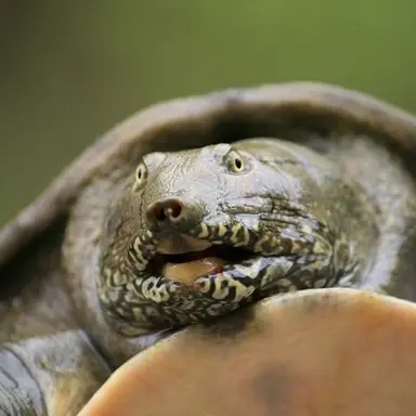 Profile image of Softshell Turtle