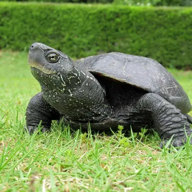 Profile image of Reeves's Turtle