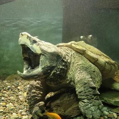 Profile image of Alligator Snapping Turtle