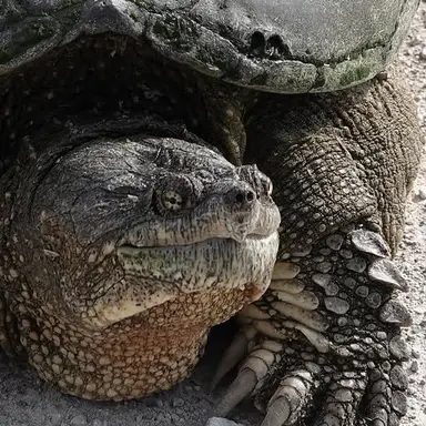 Profile image of Common Snapping Turtle
