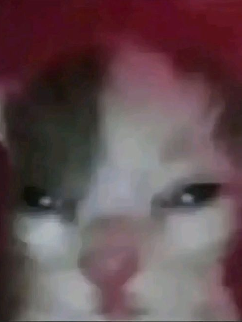 포세이큰 황실의 고양이🐱 대표 이미지