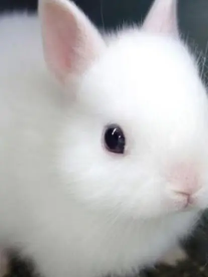 neru._.72의 リノ