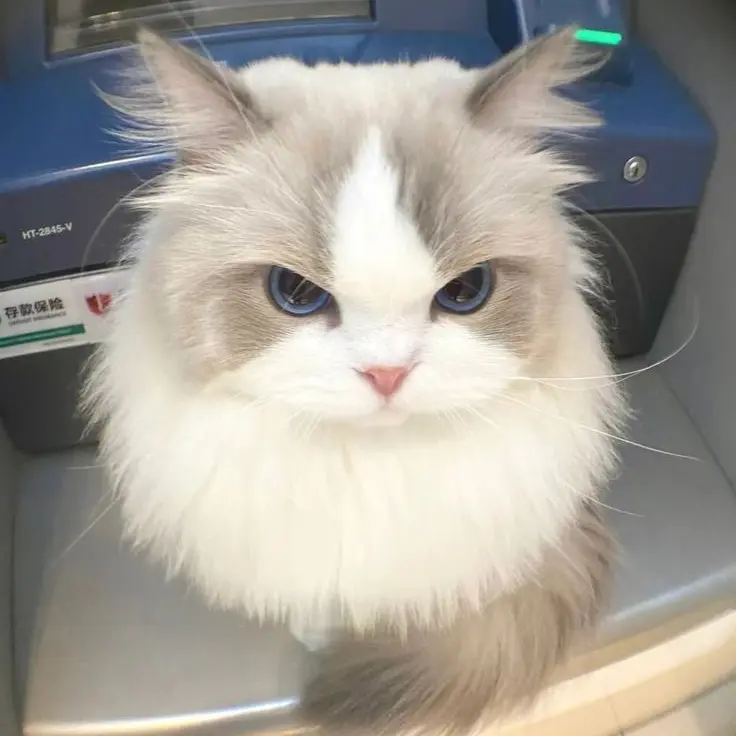 1030g_의 つんつんねこ