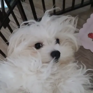 Profile image of 시청자