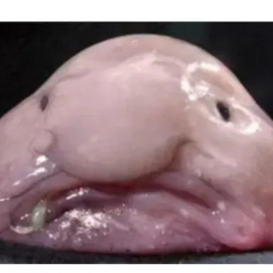 Profile image of 여우