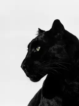 Profile image of ボム・シオン