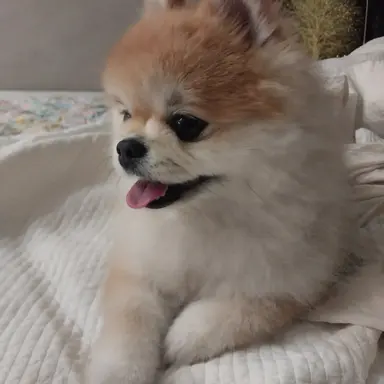 Profile image of 초코