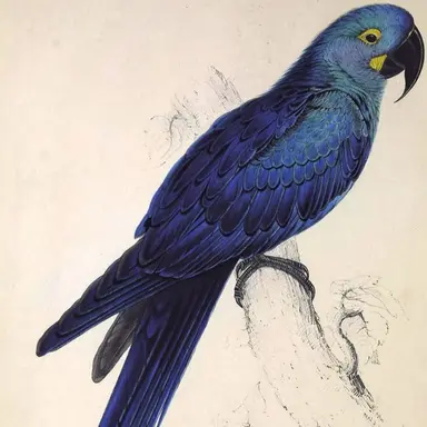 Profile image of Indigo