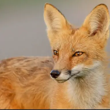 Profile image of 여우