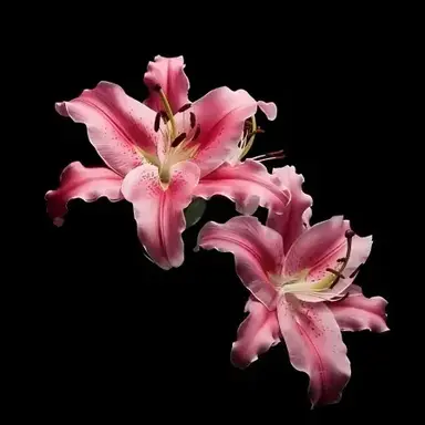 Profile image of Friend Group