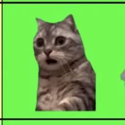 Profile image of 깜짝 고양이