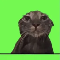 Profile image of 무지 고양이