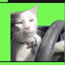 Profile image of 드라이브 고양이