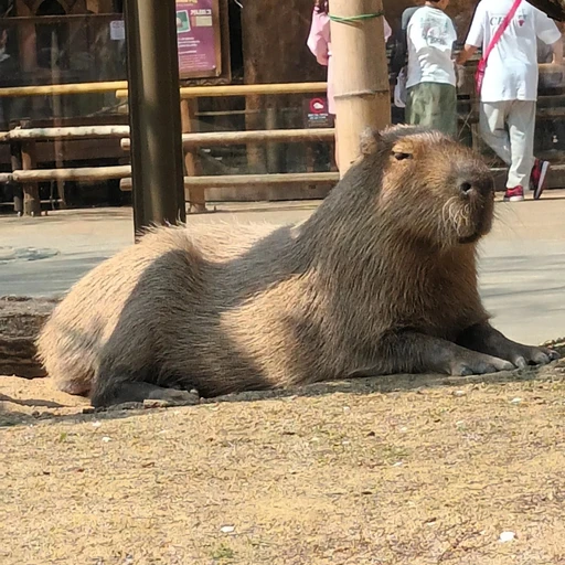 카피바라