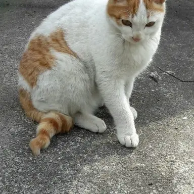 Profile image of 고양이
