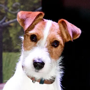 Profile image of 월리