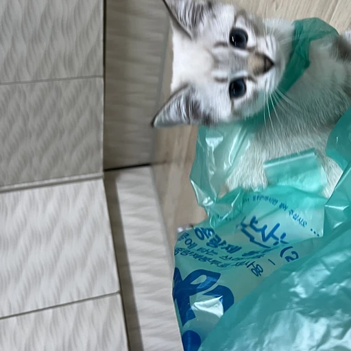 치치