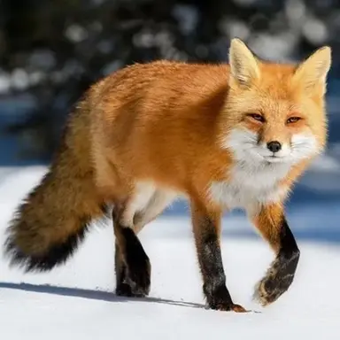 Profile image of 여우