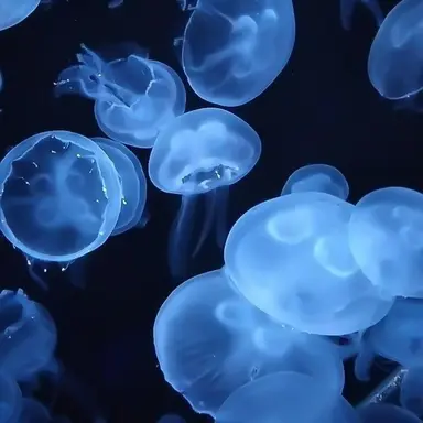 Profile image of 菊