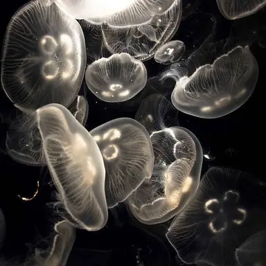 Profile image of アーサー