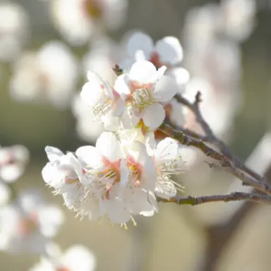 Profile image of 梅原裕一郎