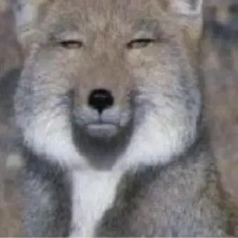 Smoldertower의 티벳여우