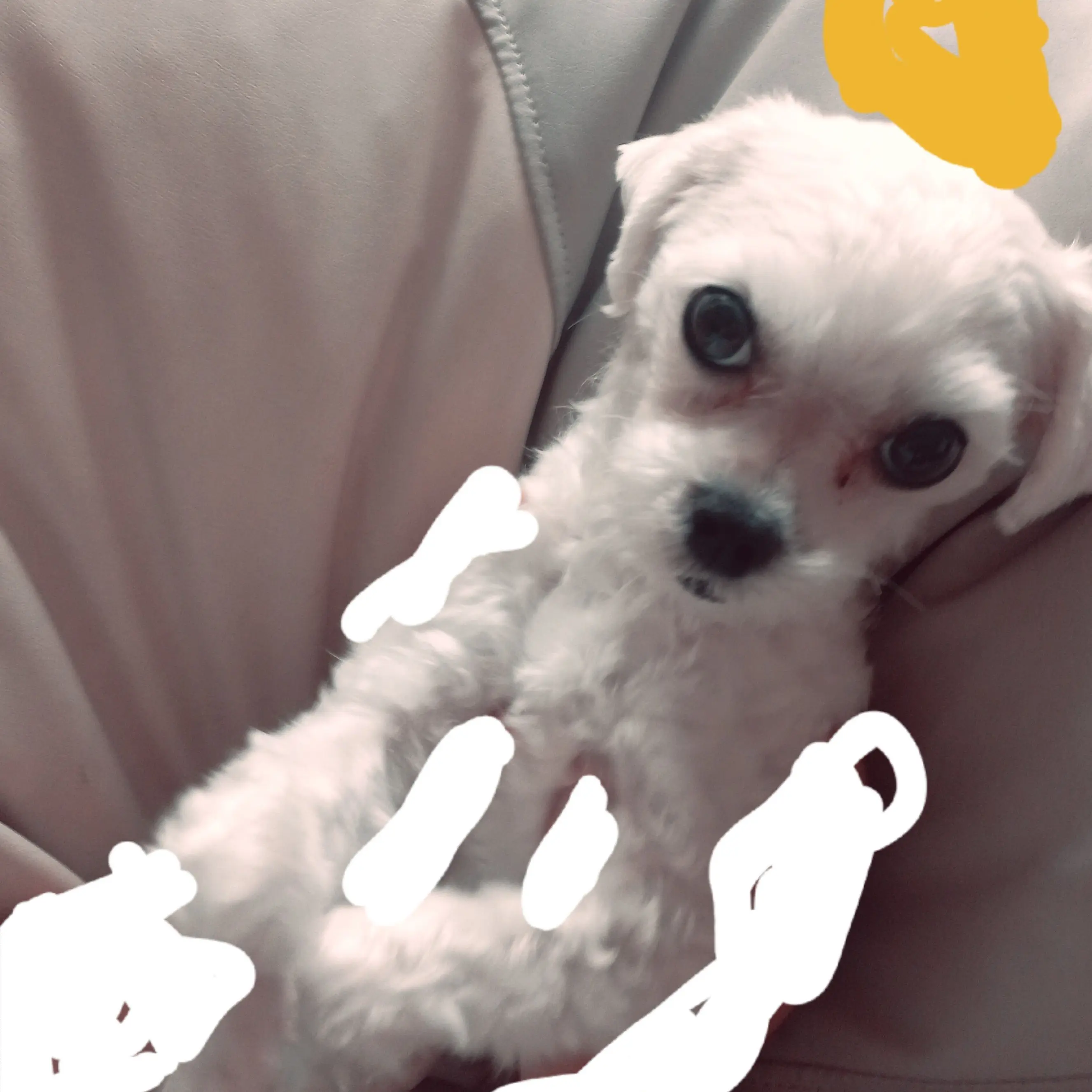 BentDew7319의 사춘기 코비