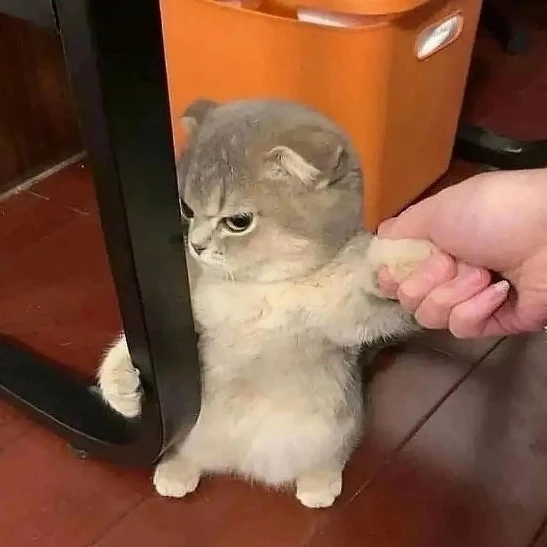 츄츄