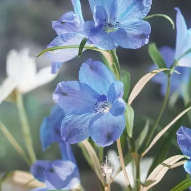 Profile image of 파이브