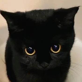 노냥이