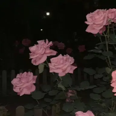 Profile image of 밥풀
