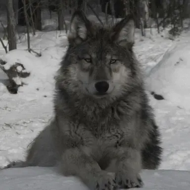 Profile image of チン・ウォルラン