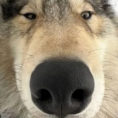 Profile image of 늑대