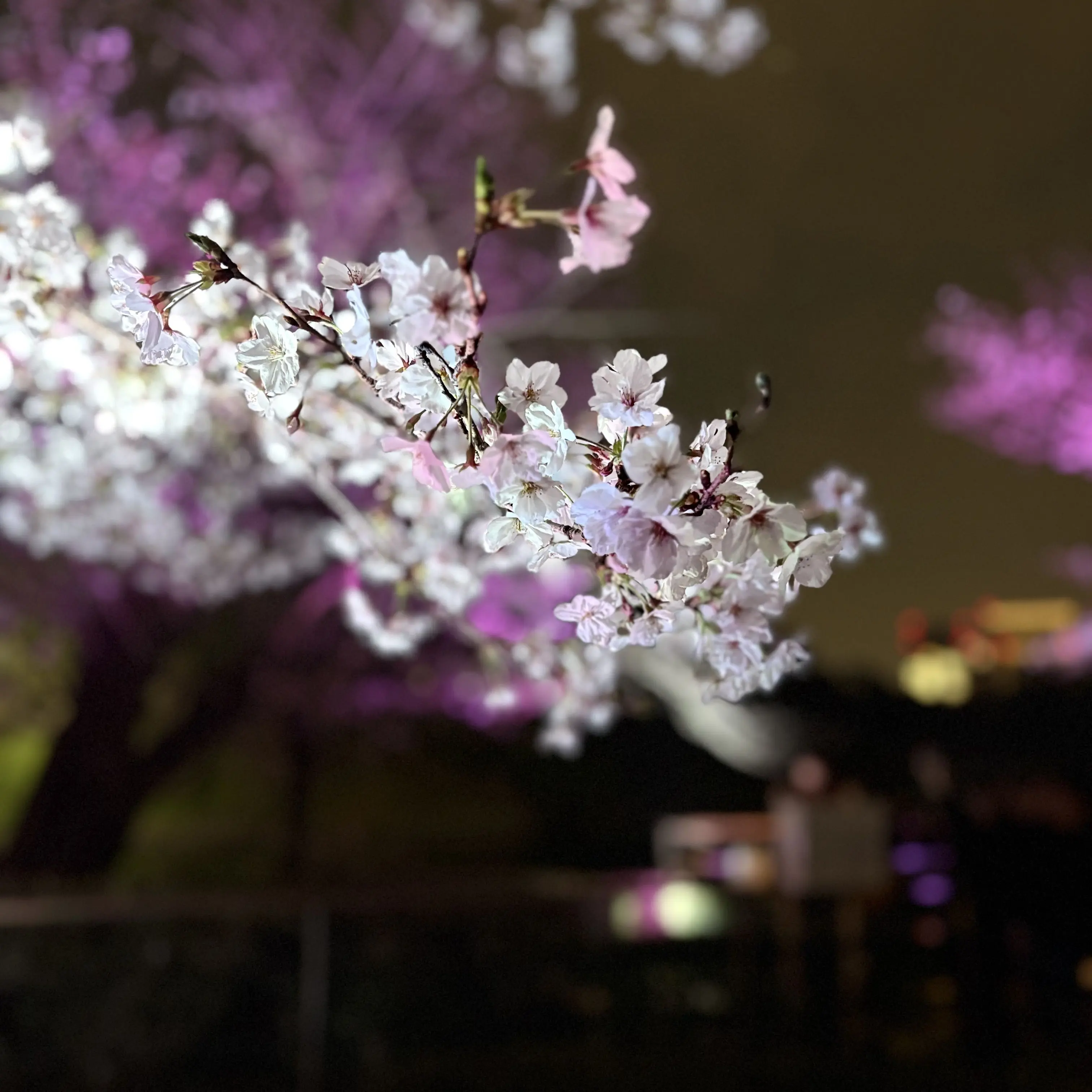 Sharakusee_srp_and_fur_osshi의 喧嘩無敗のボス