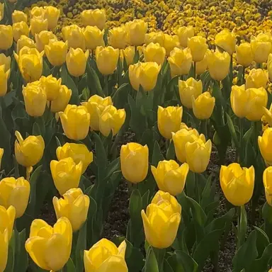 Profile image of 쪼만